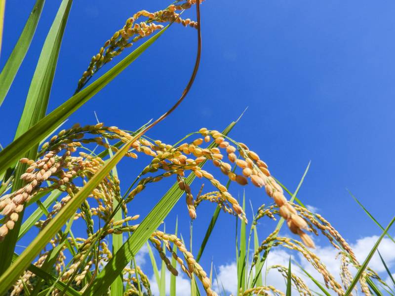 Hinohikari - Wetland rice's Cultivars/Varieties - 2nd picture/image