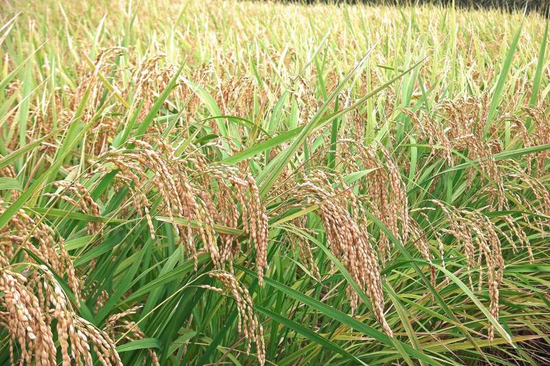 Akitakomachi - Wetland rice's Cultivars/Varieties - 2nd picture/image