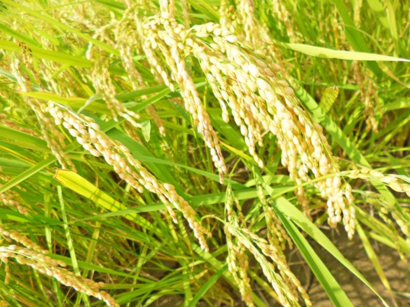 Haenuki - Wetland rice's Cultivars/Varieties - 2nd picture/image