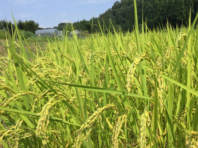 Kinuhikari - Wetland rice's Cultivars/Varieties - 2nd picture/image