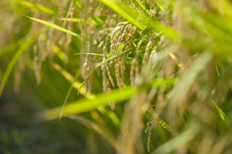 Tsugaruroman - Wetland rice's Cultivars/Varieties - 2nd picture/image
