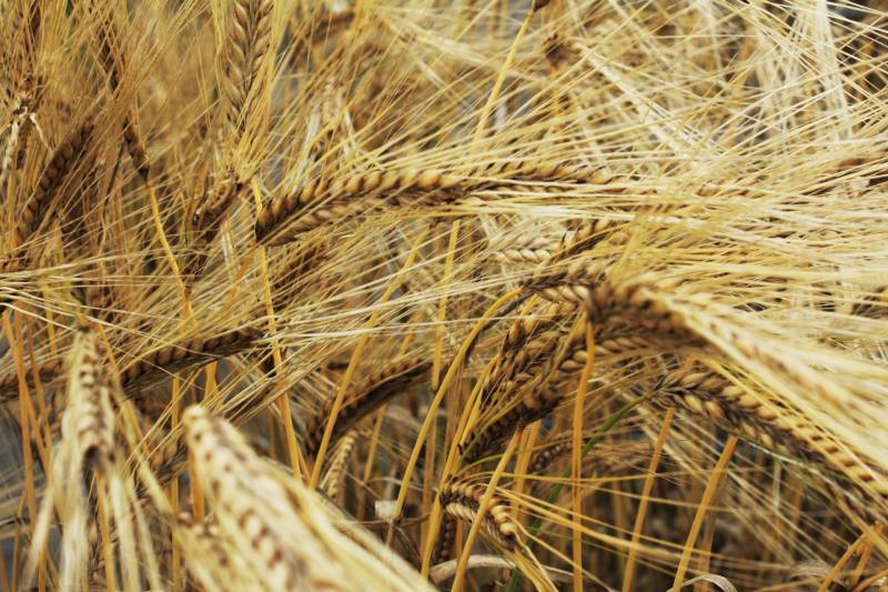 二条大麦 - 農作物 - 基本情報 - 1枚目の写真・イメージ