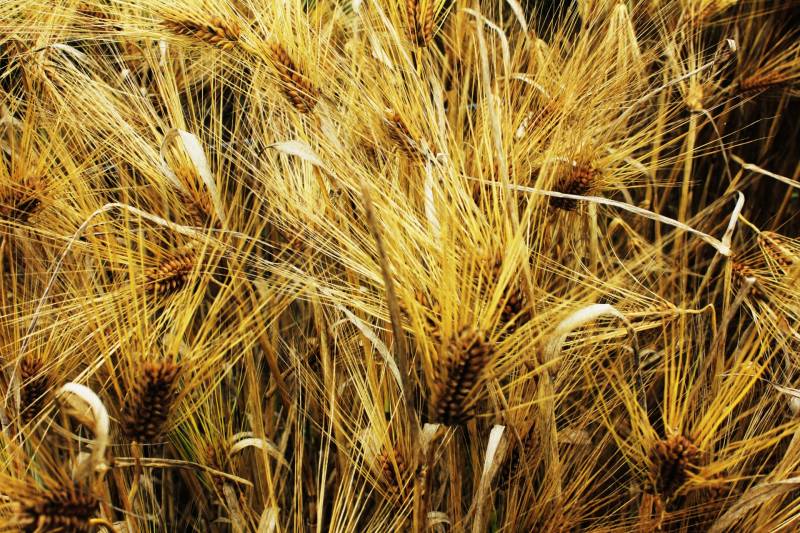 六条大麦 - 農作物 - 基本情報 - 1枚目の写真・イメージ