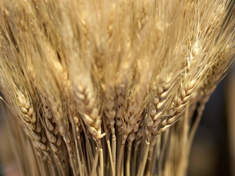 はだか麦 - 農作物 - 基本情報 - 1枚目の写真・イメージ