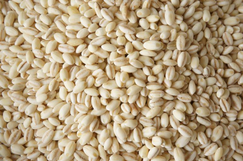 Hadaka mugi - Barley's Cultivars/Varieties - 2nd picture/image