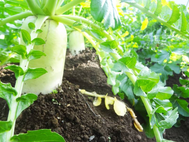 Spring daikon - Crops - Overview - 1st picture/image