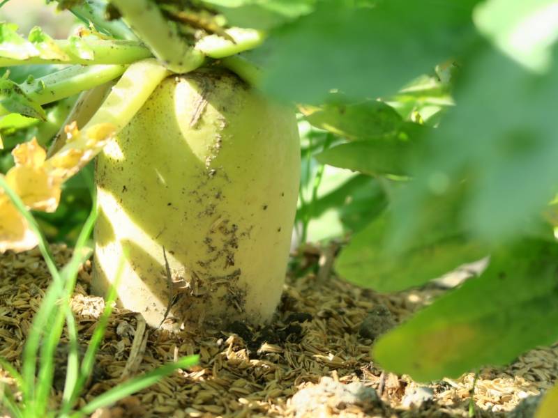 Summer daikon - Crops - Overview - 1st picture/image