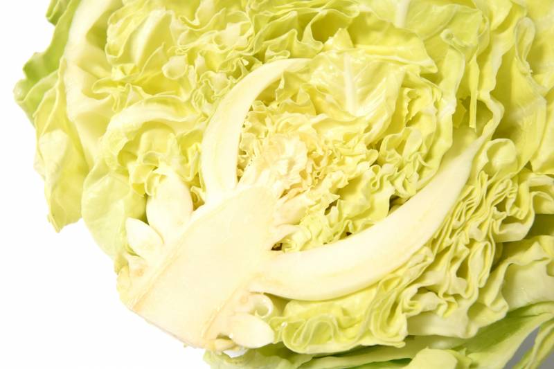 Spring cabbage - Crops - Overview - 1st picture/image