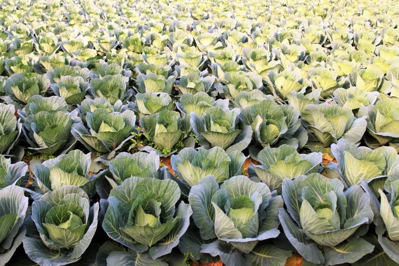 Spring cabbage - Cabbage's Cultivars/Varieties - 2nd picture/image