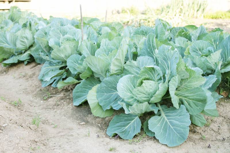 Winter cabbage - Crops - Farmers - 1st picture/image