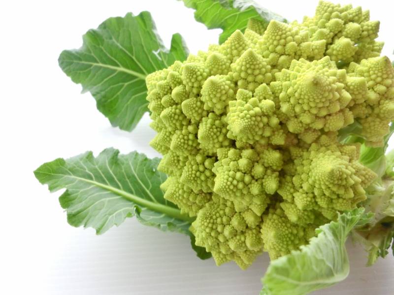 Cauliflower romanesco - Crops - Notice / Blog - 1st picture/image