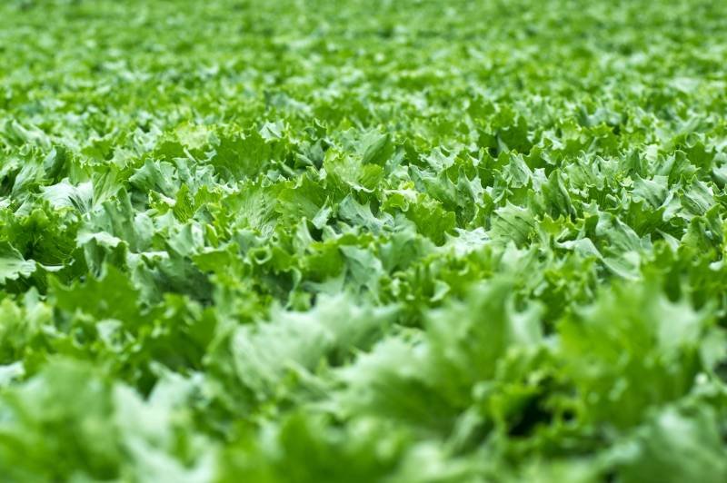 Spring lettuce - Lettuce's Cultivars/Varieties - 2nd picture/image