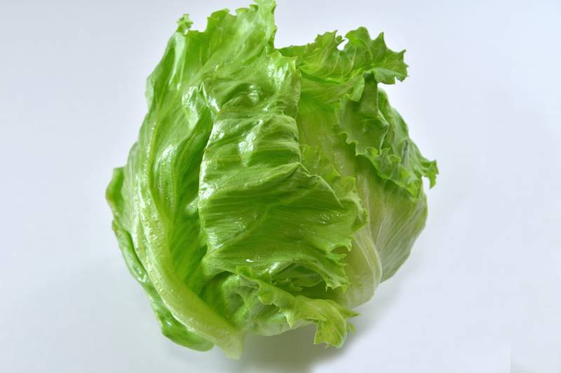 Spring lettuce - Crops - Overview - 1st picture/image