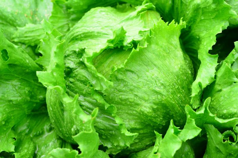 Summer autumn lettuce - Crops - Overview - 1st picture/image