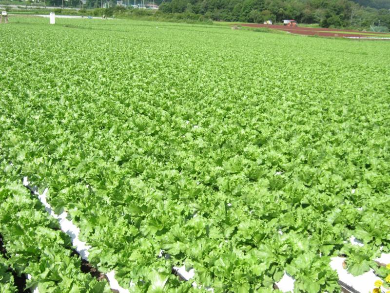 Summer autumn lettuce - Lettuce's Cultivars/Varieties - 2nd picture/image