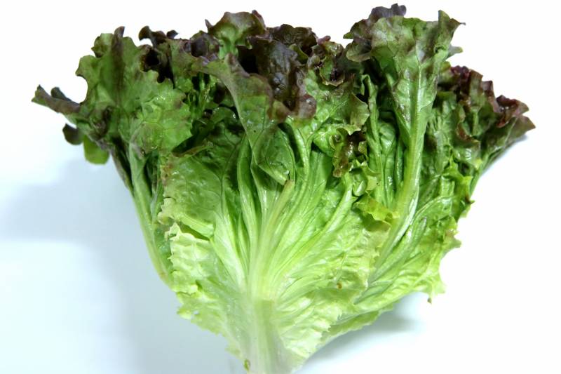 Sunny lettuce - Cos lettuce's Cultivars/Varieties - 2nd picture/image