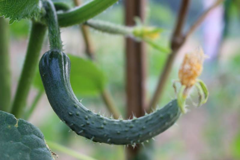 Summer autumn kyuri - Cucumber's Cultivars/Varieties - 2nd picture/image