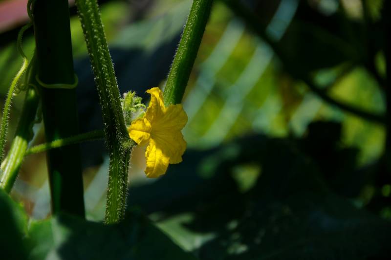 Winter spring kyuri - Cucumber's Cultivars/Varieties - 2nd picture/image