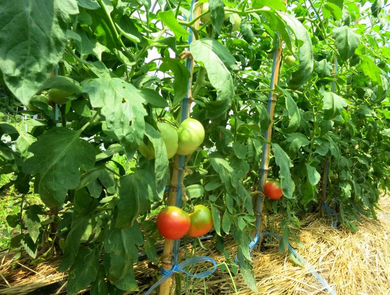 Summer autumn tomato - Tomato's Cultivars/Varieties - 2nd picture/image