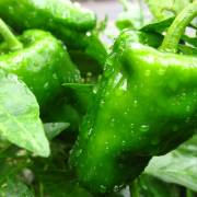 ピーマンの品種 分類の一覧 ジャパンクロップス