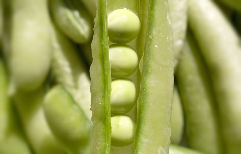 うすいえんどう(碓井豌豆、ウスイエンドウ) - 農作物 - 農家 - 1枚目の写真・イメージ