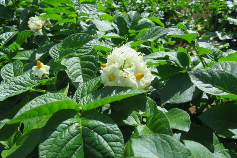 Spring planting bareisho - Potato's Cultivars/Varieties - 2nd picture/image