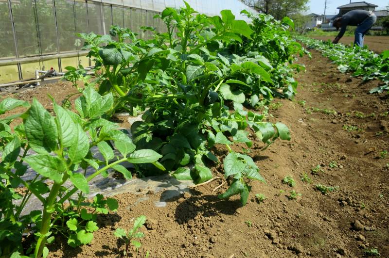 Autumn planting bareisho - Potato's Cultivars/Varieties - 2nd picture/image