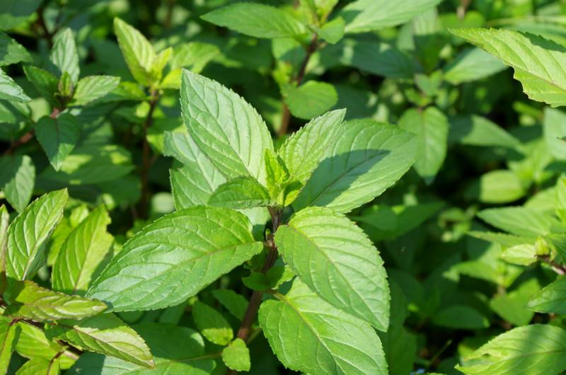 peppermint - Mint's Cultivars/Varieties - 2nd picture/image