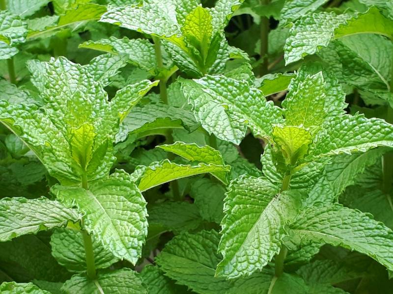 peppermint - Crops - Farmers - 1st picture/image