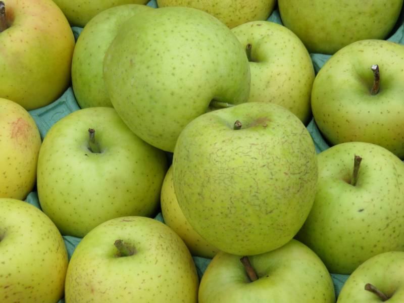 王林(おうりん) - りんごの品種・分類 - 2枚目の写真・イメージ