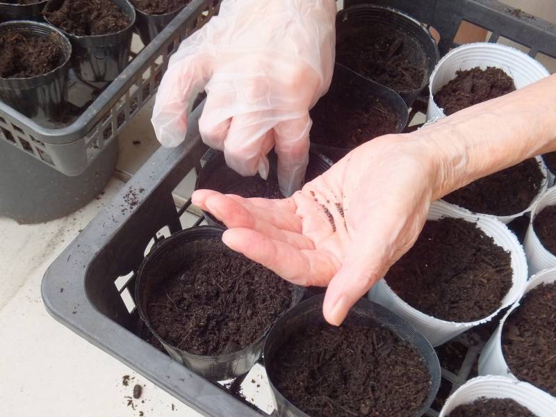 Sowing for raising seedling - Crops - Agriculture - 1st picture/image
