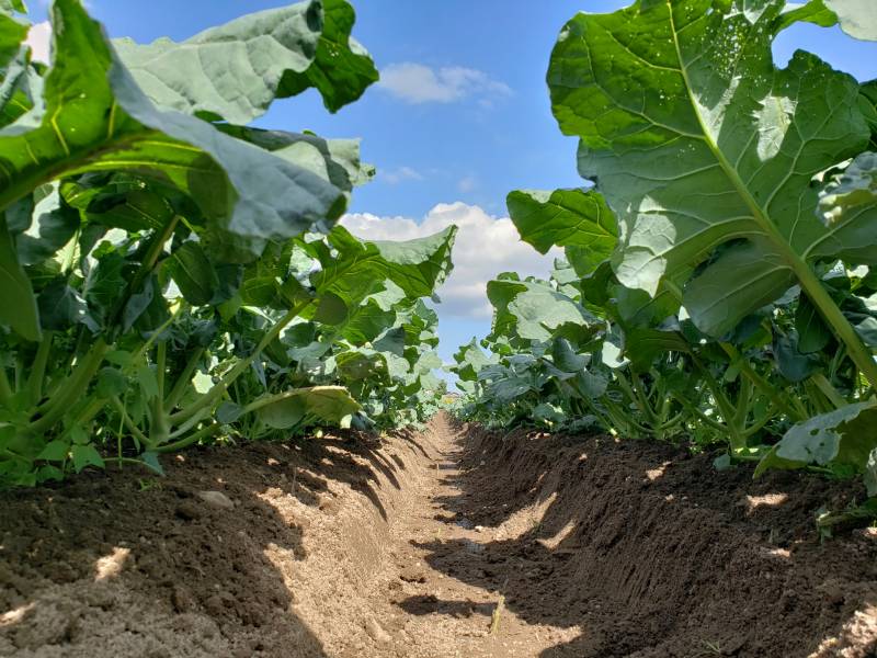 追肥施肥 - 農作物 - 基本情報 - 2枚目の写真・イメージ