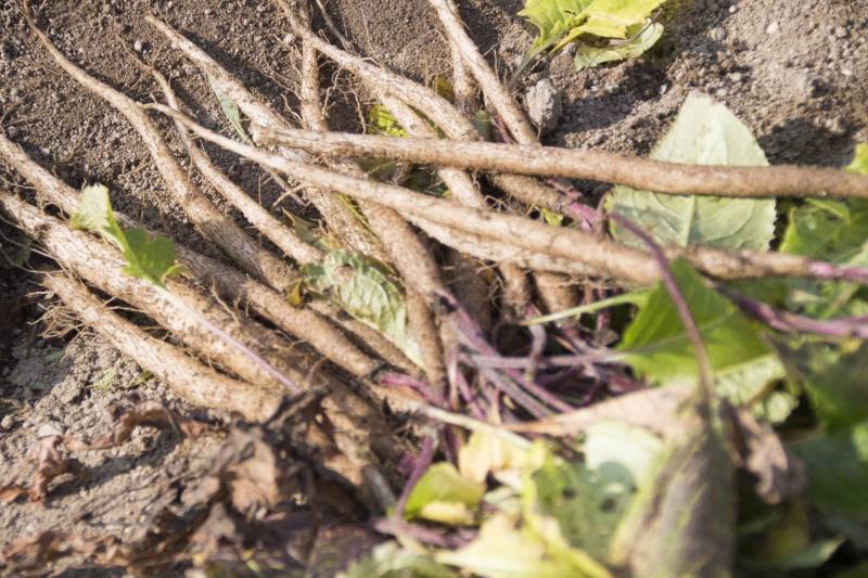 Root - Crops - Harvest parts - 1st picture/image