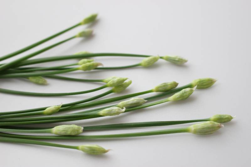 花茎 - 農作物 - 収穫部位(しゅうかくぶい) - 1枚目の写真・イメージ