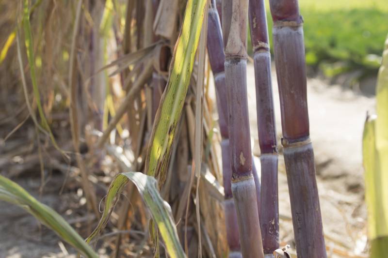 茎 - 農作物 - 収穫部位(しゅうかくぶい) - 1枚目の写真・イメージ