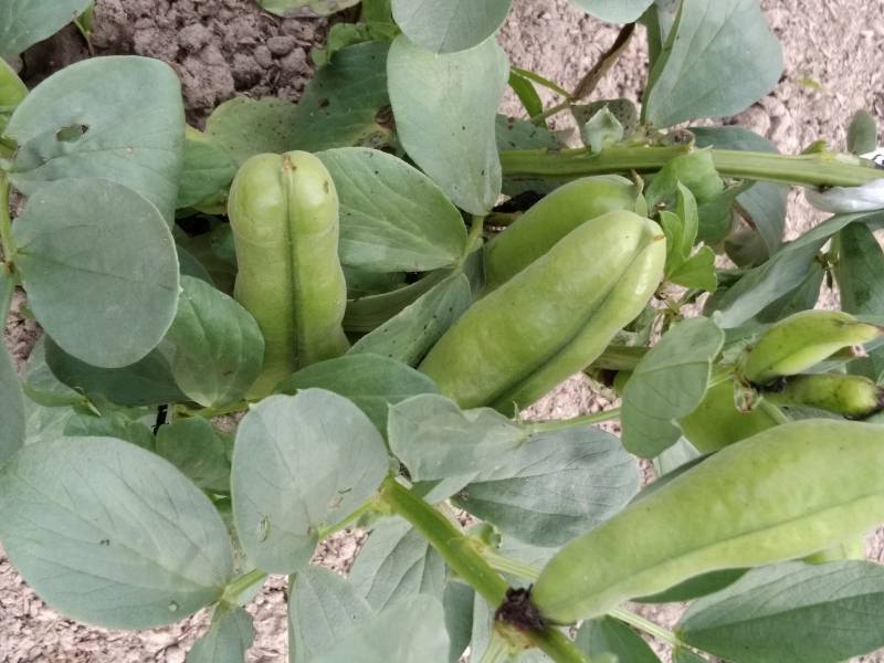 Seed immature including pods - Crops - Harvest parts - 1st picture/image