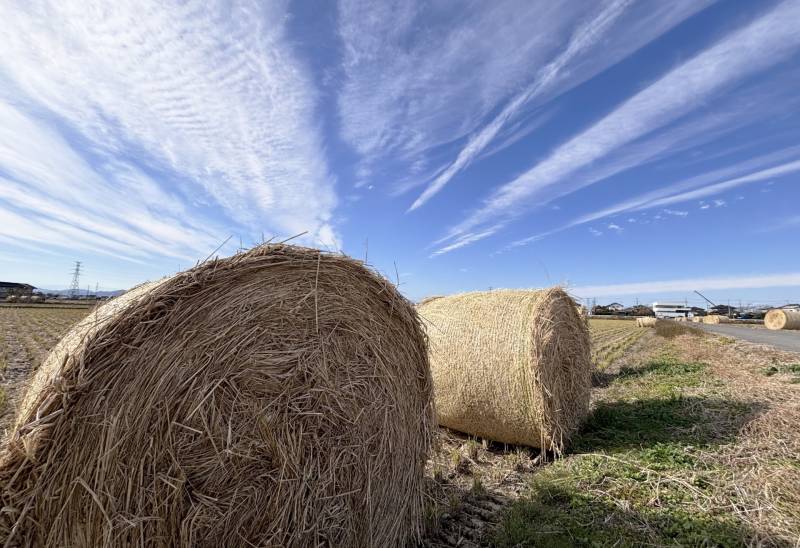 Adding of Japan stats data for crops for 2023 | crops potatoes beans ...