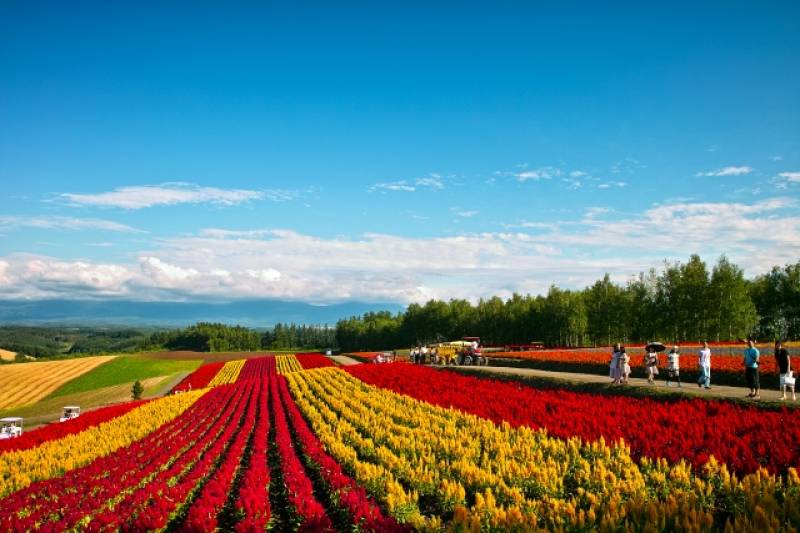 Hokkaido - Districts / Prefectures - Biei-cho - beatiful hilly town - 1st picture/image