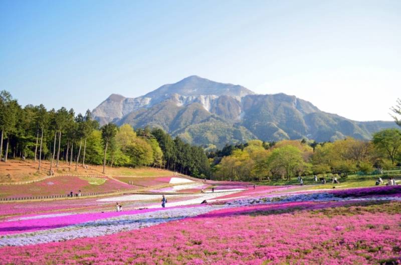 Saitama-ken - Districts / Prefectures - Hitsujiyama park - beatiful park - 2nd picture/image