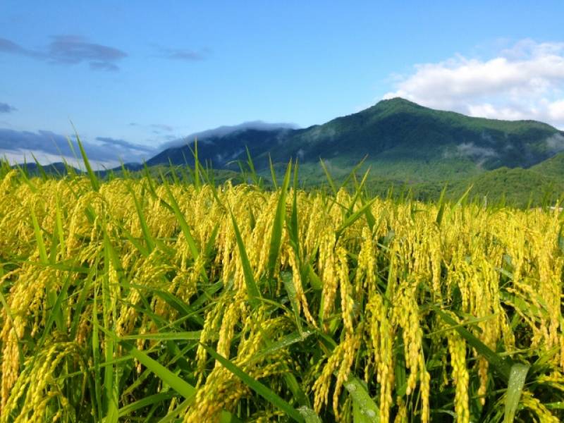 Niigata-ken - Districts / Prefectures - Rice-producing region - biggest and delicious rice producing area - 1st picture/image