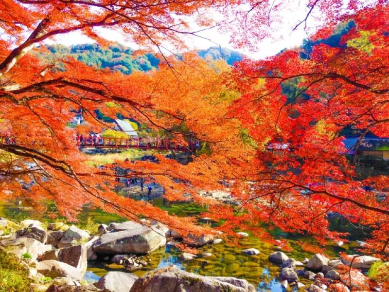 Aichi-ken - Districts / Prefectures - Korankei - beatiful autumn leaves picturesque place - 1st picture/image