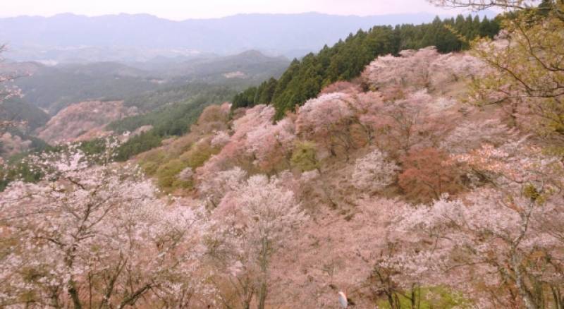 Nara-ken - Districts / Prefectures - Yoshino area - beatiful sakura picturesque scenery - 2nd picture/image