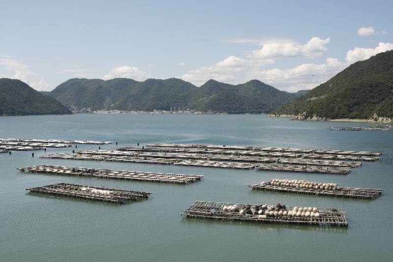 岡山県(おかやま) - 産地 / 都道府県 - 頭島　(牡蠣養殖) - 2枚目の写真・イメージ
