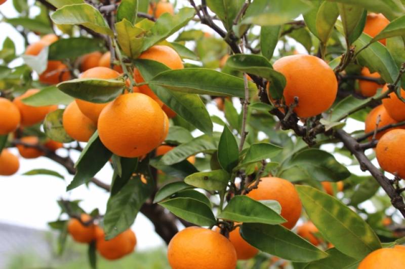 Orange 20kg (Sample) - 2nd picture/image - promote Japanese crop and agriculture [JapanCROPs]